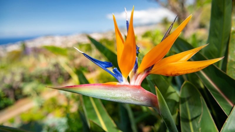 Madeira utazás Madeira Szilveszter