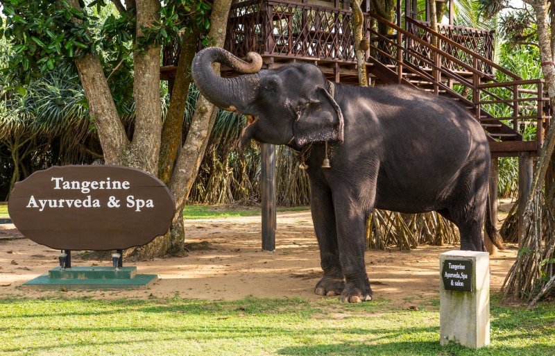 Sri Lanka utazás Tangerine Beach Hotel