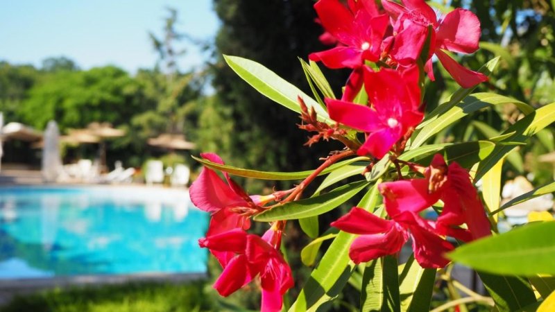 Aranyhomok utazás Hotel Joya Park