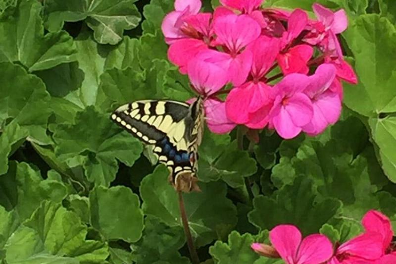 Kréta Amoudara utazás Castro Hotel