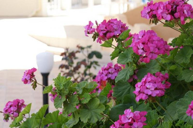 Kréta Amoudara utazás Castro Hotel