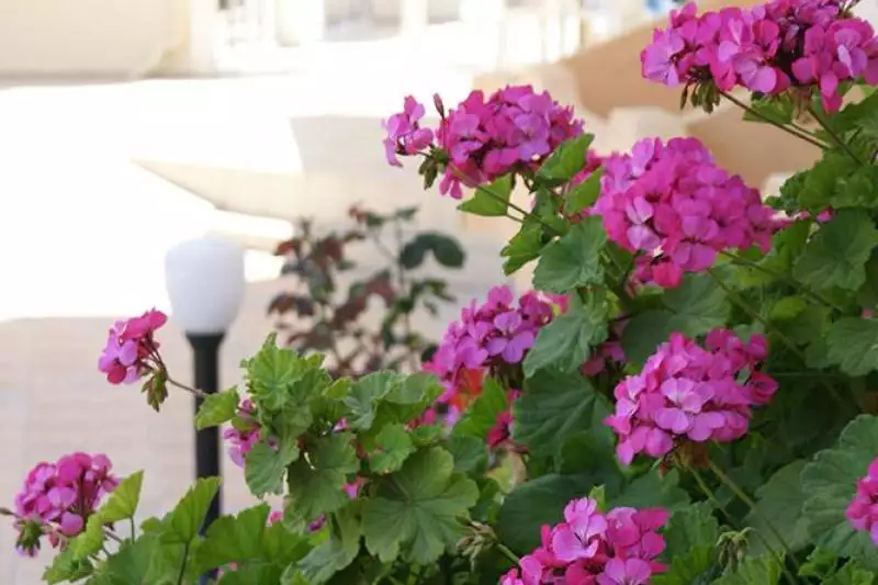 Castro Hotel Kréta Amoudara