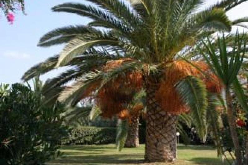 Kréta Amoudara utazás Gorgona Hotel