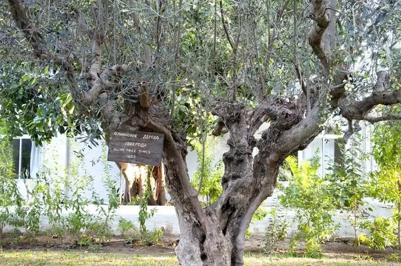 Le Hammamet Hammamet