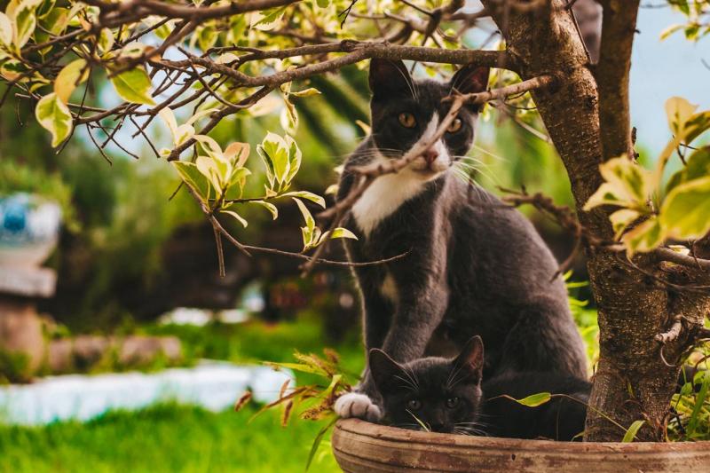 Hammamet utazás The Orangers Beach Resort & Bungalows