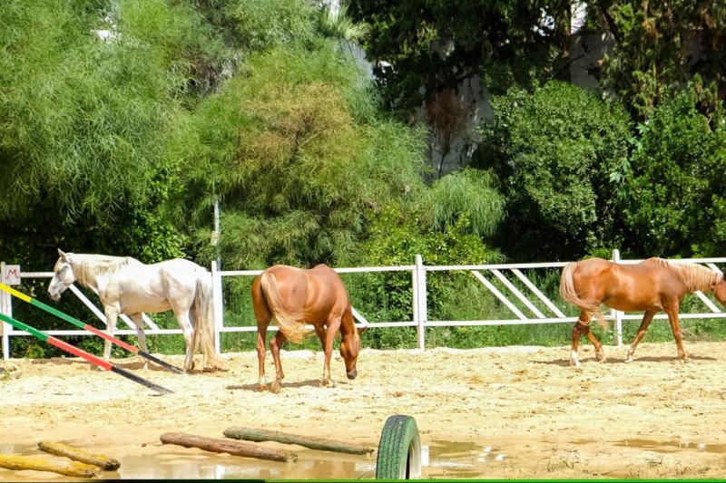 Hammamet utazás The Orangers Beach Resort & Bungalows