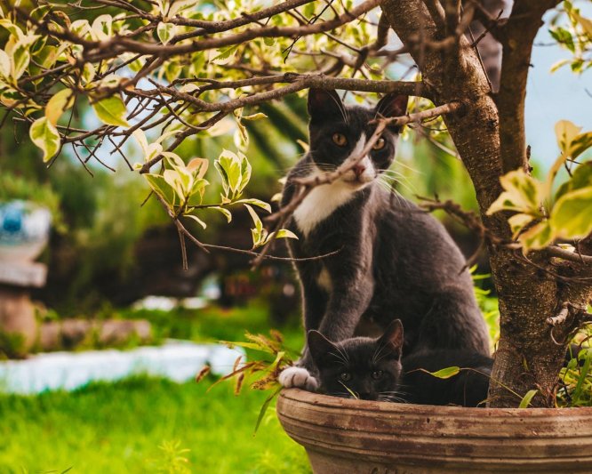 Hammamet utazás The Orangers Beach Resort & Bungalows