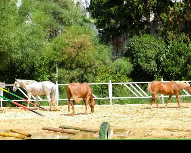 Hammamet utazás The Orangers Beach Resort & Bungalows