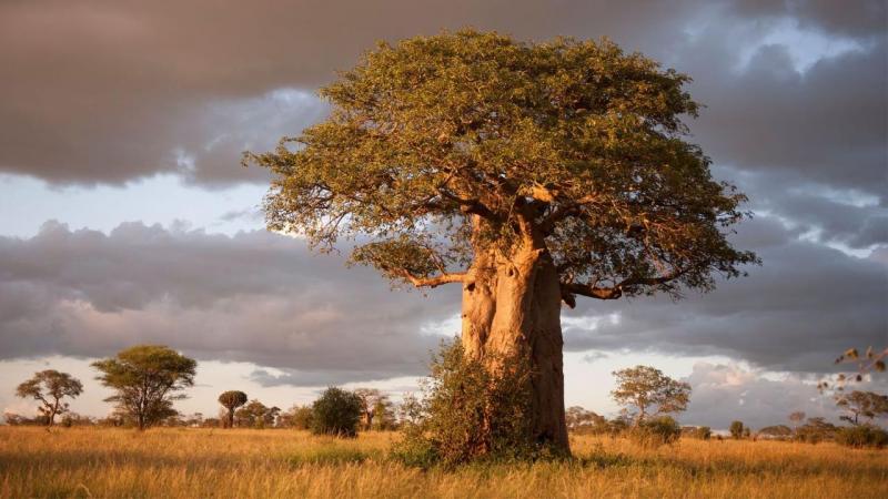 Tanzánia Safari és Zanzibár üdülés