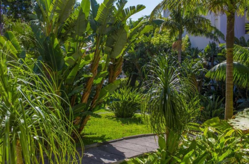 Dorisol Buganvilia Studio Hotel Madeira