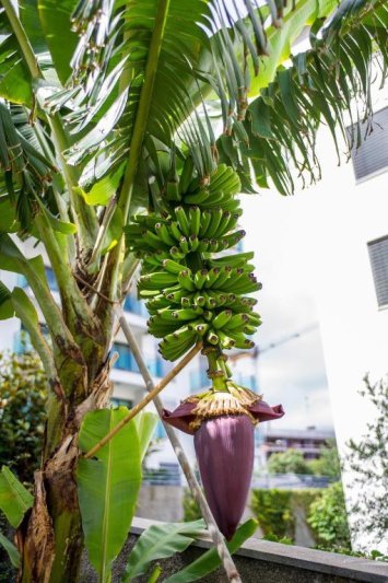 Madeira utazás Dorisol Estrelicia