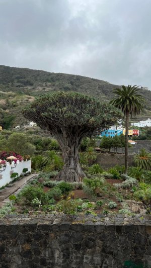 Tenerife Körutazás Tenerife