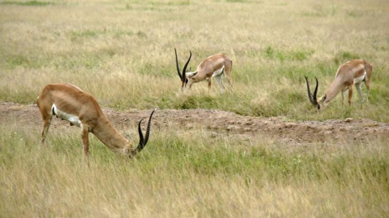 Karibu 5 napos szafari + 6 napos óceánparti pihenés Diani Beach-en