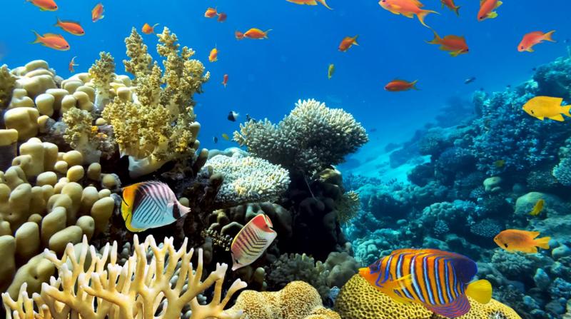 Maldív-szigetek utazás Ellaidhoo Maldives By Cinnamon Hotel