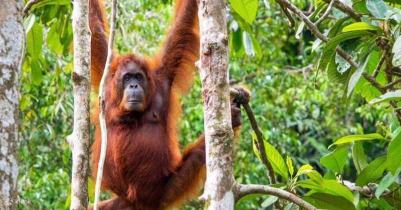 Malajzia + Borneó + Szingapúr csoportos körutazás