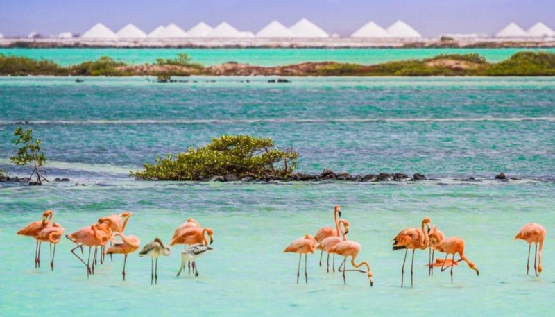 Bonaire utazás Van Der Valk Plaza Beach & Dive Resort Bonaire