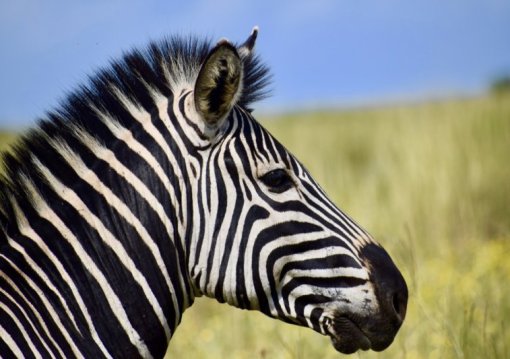 Dél-Afrikai körutazás Fokváros nevezetességeivel, szafarival, pihenéssel Sun City