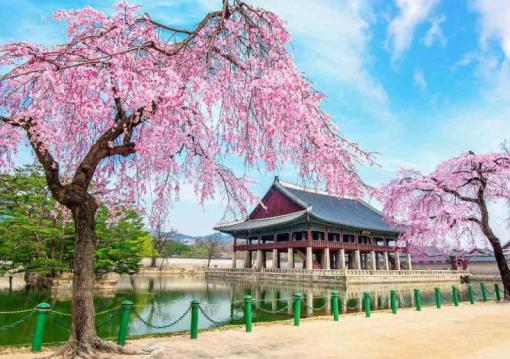 Dél-Korea - a cseresznyevirágzás idején