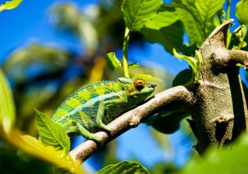 Madagaszkári kalandok pihenéssel a Seychelle