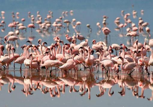 Serengeti szafari program pihenéssel Zanzibár szigetén