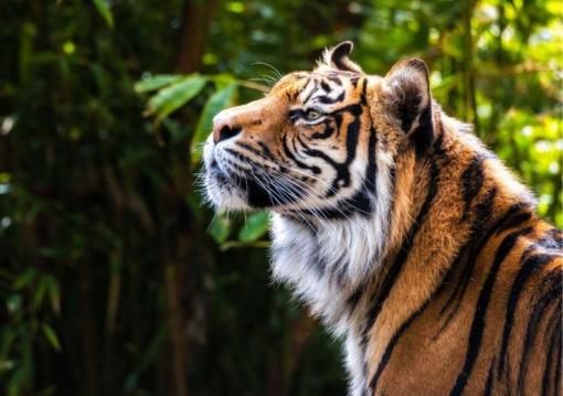 Tigris- és nagyvad szafari
