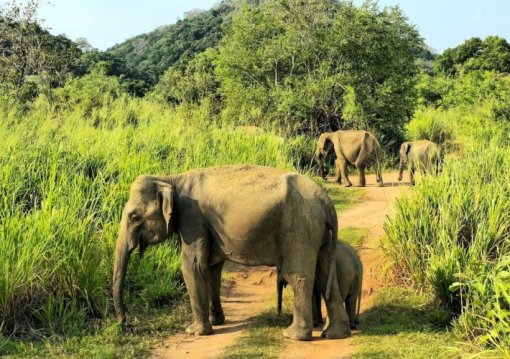 Srí Lankán a tavaszi szünetben, pihenéssel a tengerparton