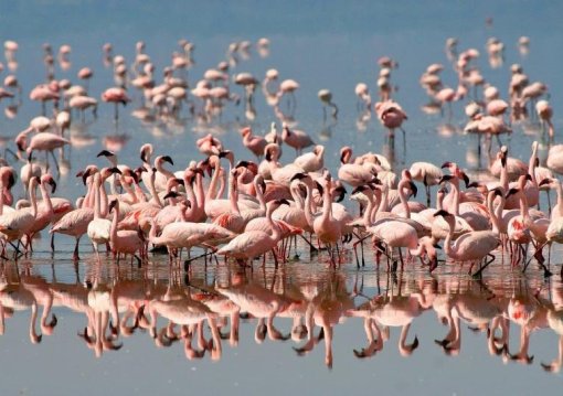 Serengeti szafari program pihenéssel