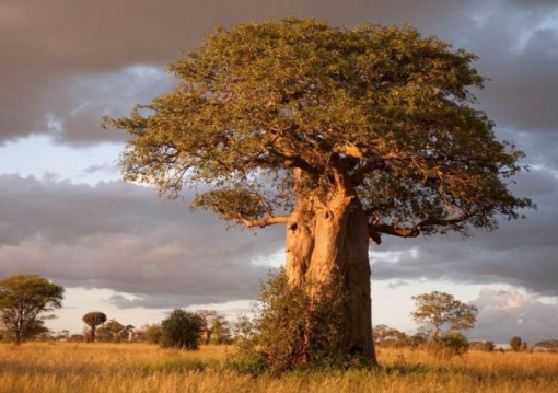 Tanzánia Safari és Zanzibár üdülés