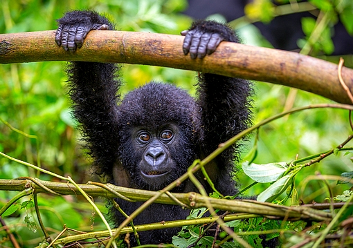 Uganda Varázsa-Csimpánzok és Hegyi Gorillák Világa
