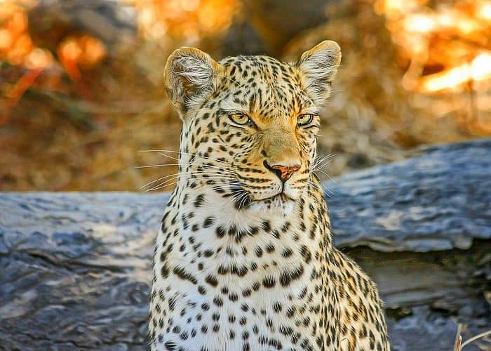 Ahol az afrikai nagyvadak igazán közelről figyelhetők meg
