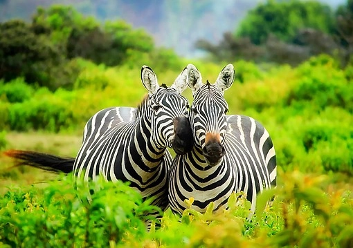Kenya