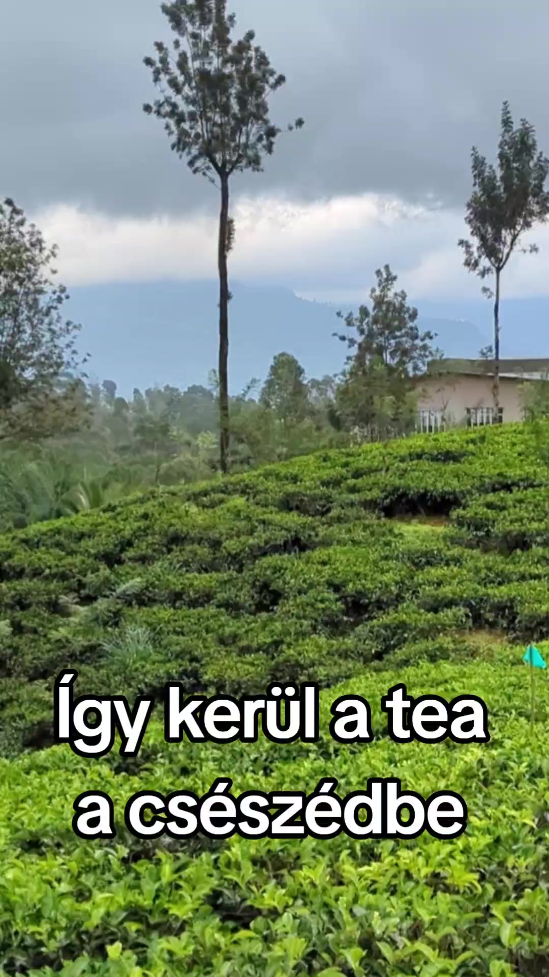Így kerül a tea a csészédbe