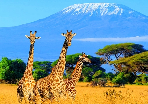 Kenya - Kenya utazás
