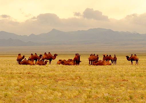Mongólia körutazás