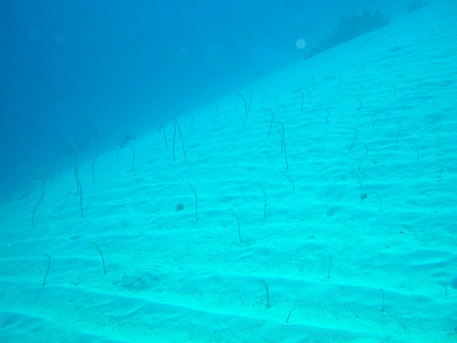 Dahab Búvárkodás Eel Garden