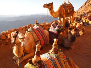 Dahab utazás programok