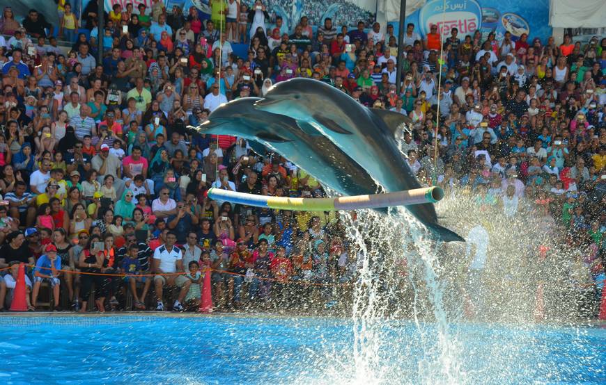 Delfinekkel úszás Sharm el-Sheikh Dolphina Delfinárium