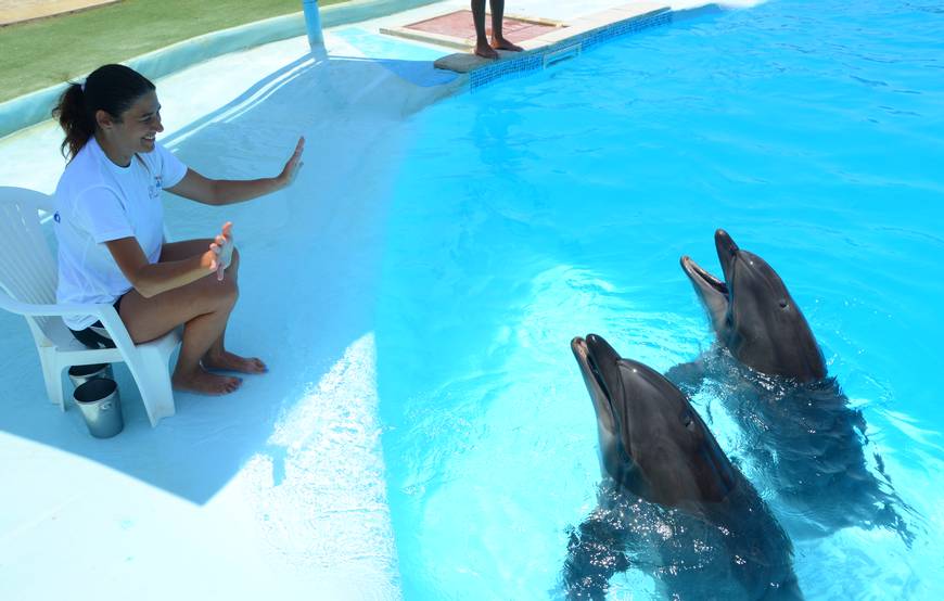 Delfinekkel úszás Sharm el-Sheikh Dolphina Delfinárium