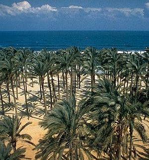 Al-Areesh vagy El Arish