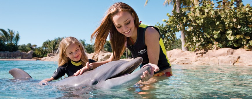 Delfinekkel úszás Hammamet