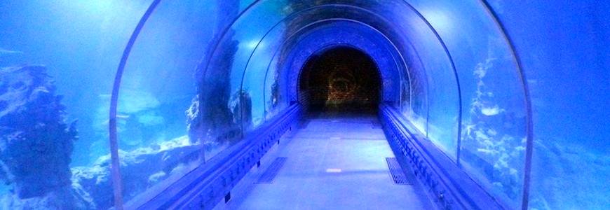 Hurghada Grand Aquarium belül