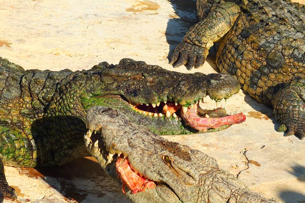 Djerba utazás Krokodilfarm fakultatív program