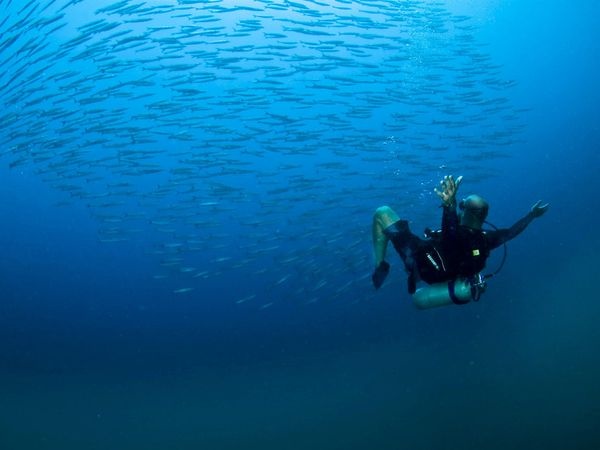 Pattaya búvárkodás | Pattaya nyaralás és Pattaya búvár utazás