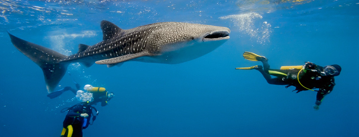 Phuket búvárkodás | Phuket utazás és Phuket nyaralás