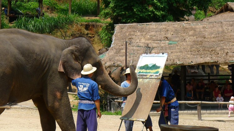 Thaiföld Maesa Elefánt Tábor