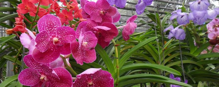 Thaiföld, Chiang Mai Orchidea Farm