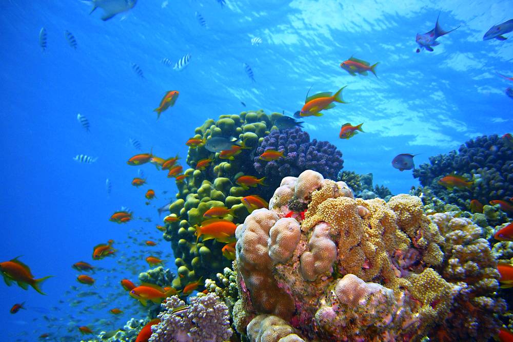 Vörös-tenger élővilága